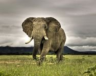 pic for Amazing Elephant 
